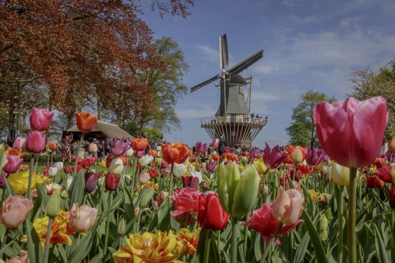 Amsterdam Tulip Festival