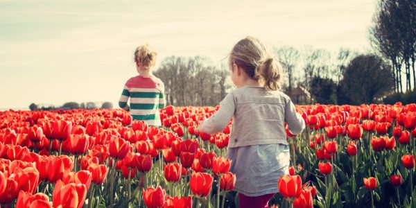 Kids picking tulips in the Netherlands Holland