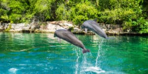 Two dolphins jumping at Xel-ha water park in Yucatan, Mexico