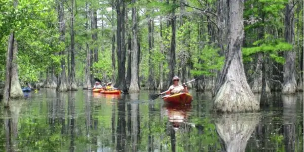 georgia-nature-cypress-swamp-usa