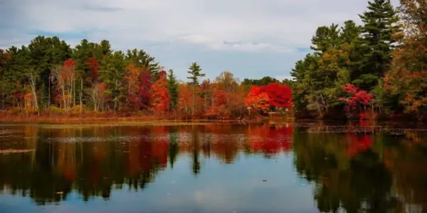 massachusetts-fall-trees