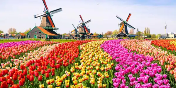 Beautiful landscape with tulips and traditional dutch windmills near Zaanse Schans in the Netherlands,