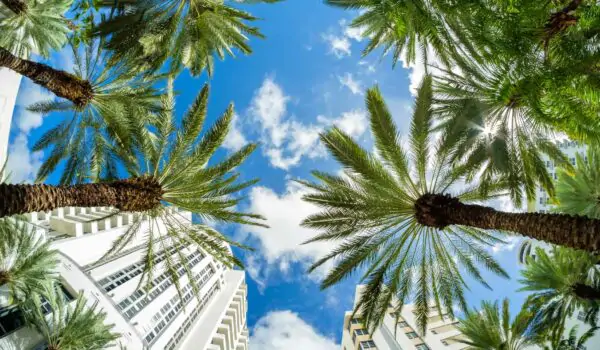 Miami Beach fish eye cityscape with art deco architecture and palm trees